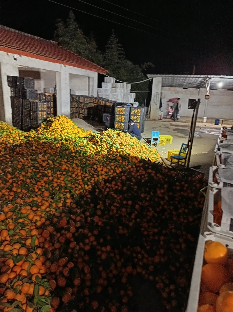 陕西城固高山蜜橘大量有货，小叶橘降价了