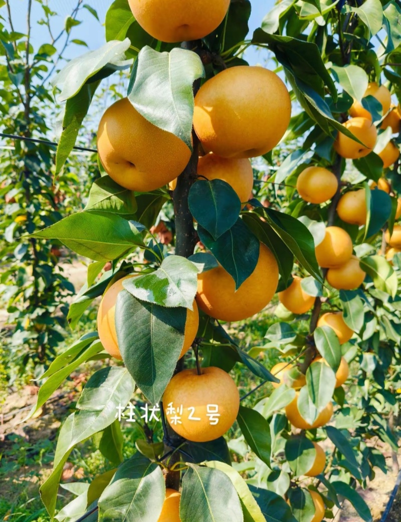柱状梨苗柱状梨树苗1号柱状梨苗2号保证品种