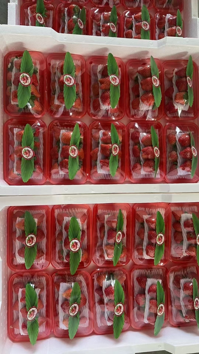 精品现摘礼盒草莓，大量供货，全国发货，量大从优