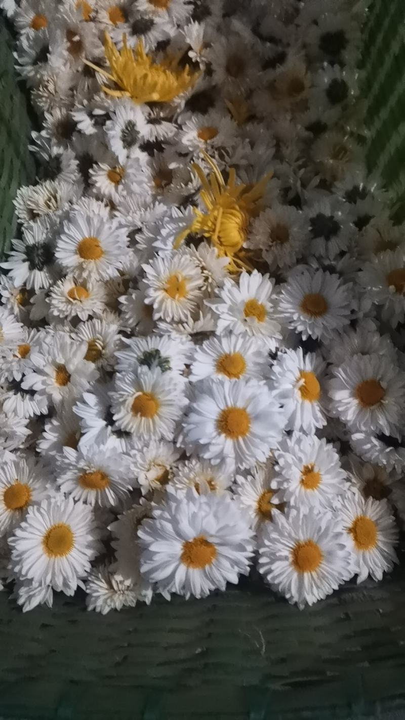 新鲜采摘的杭白菊