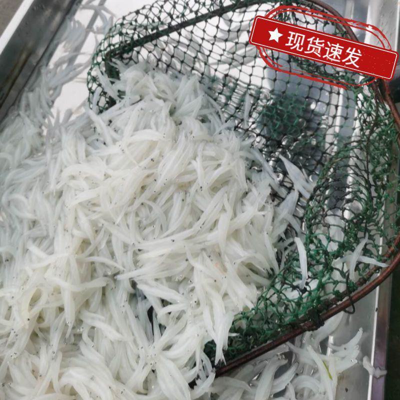 【国产放心购】淡水冰鲜银鱼新鲜冷冻苏州面条鱼银鱼包邮