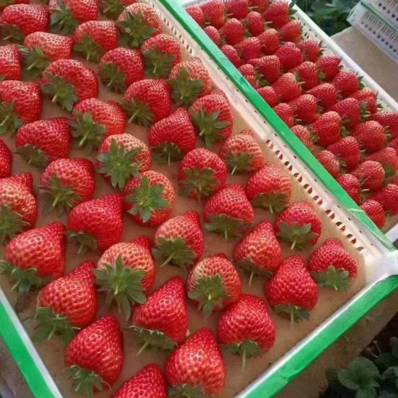 红颜草莓