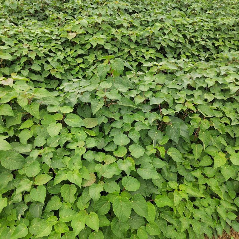 山桐子