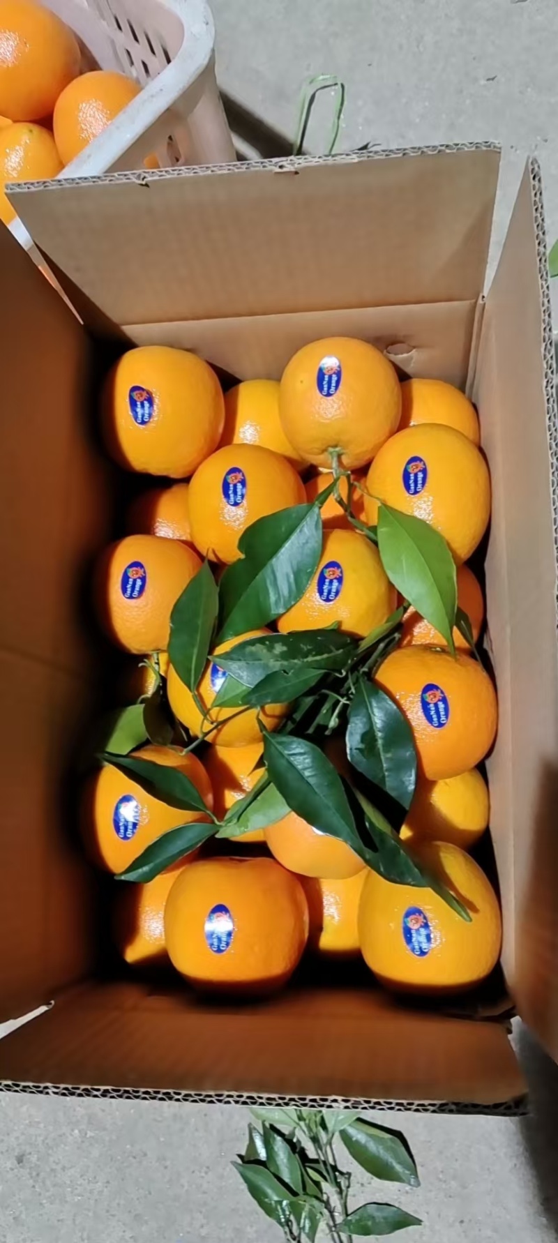 【热卖中】纽荷尔脐橙湖北脐橙橙子可视频看货对接全国市场