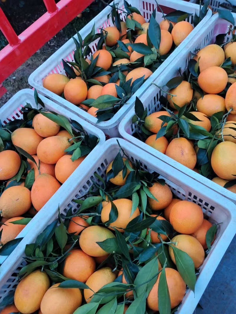 【热卖中】纽荷尔脐橙湖北脐橙橙子可视频看货对接全国市场
