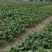 【今日推荐】黑菜苏州青可视频看货对接全国一手货源