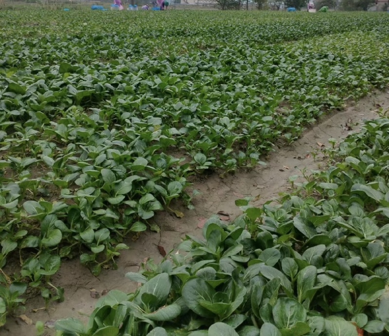 【今日推荐】黑菜苏州青可视频看货对接全国一手货源