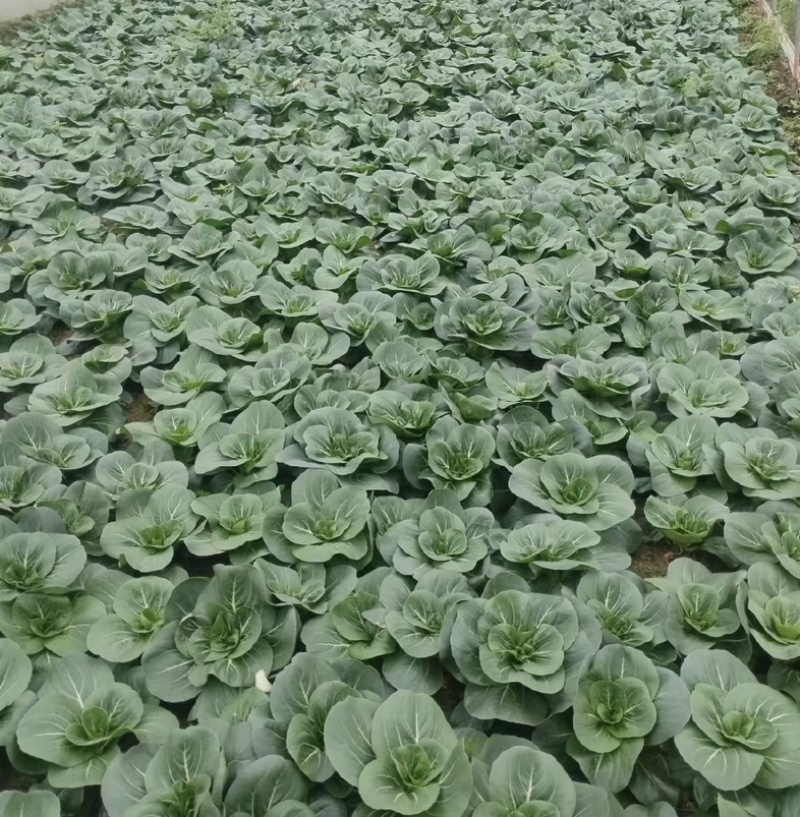 【今日推荐】黑菜苏州青可视频看货对接全国一手货源