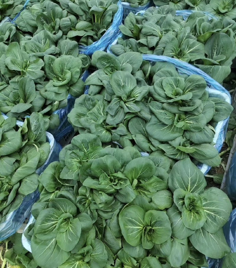 【今日推荐】黑菜苏州青可视频看货对接全国一手货源