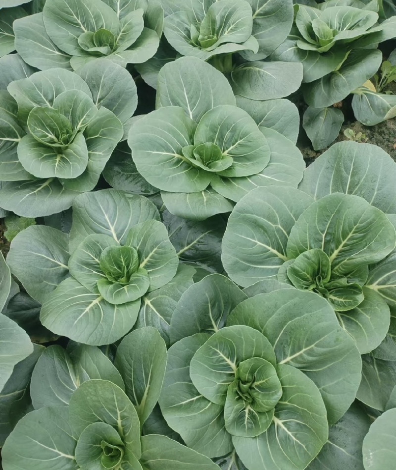 【今日推荐】黑菜苏州青可视频看货对接全国一手货源