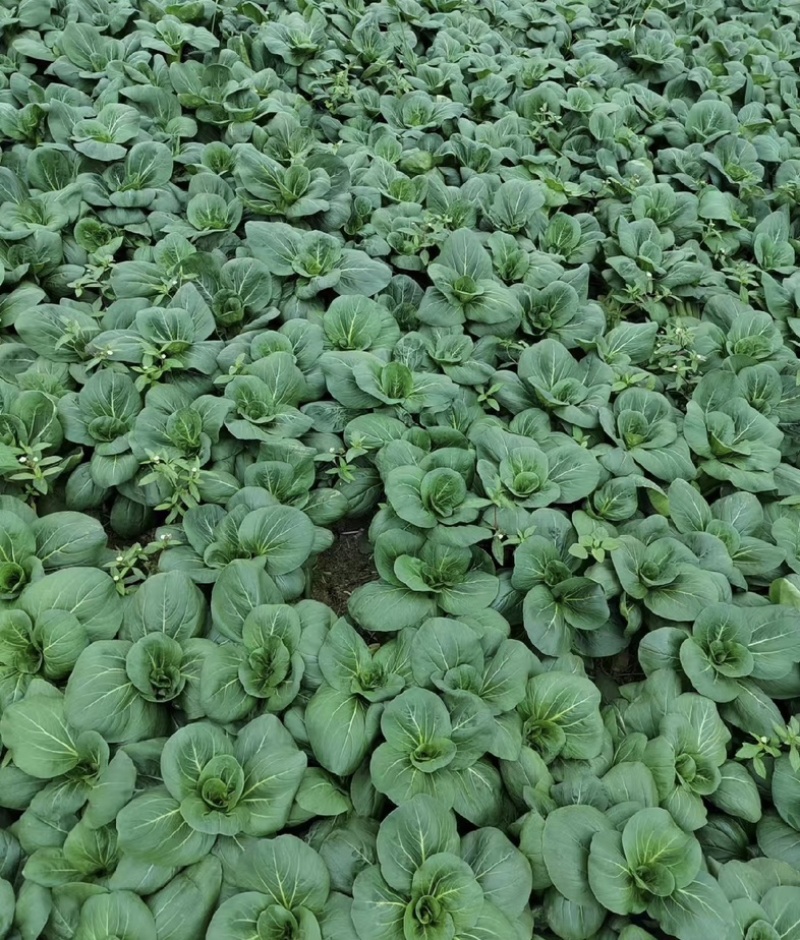 【今日推荐】黑菜苏州青可视频看货对接全国一手货源
