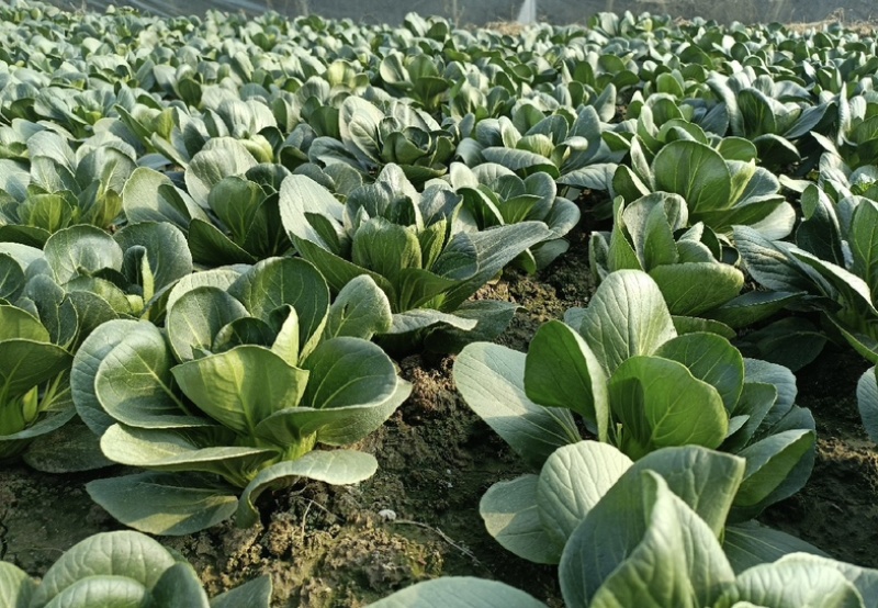 【今日推荐】黑菜苏州青可视频看货对接全国一手货源
