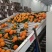 【热卖中】纽荷尔脐橙湖北脐橙橙子可视频看货对接全国市场