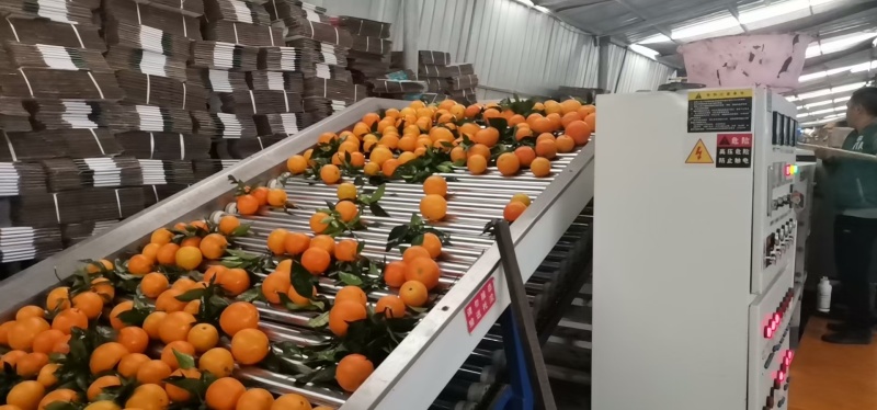 【热卖中】纽荷尔脐橙湖北脐橙橙子可视频看货对接全国市场