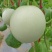 【热卖】精品玉菇甜瓜供应市场商超电商品质保证量大价优