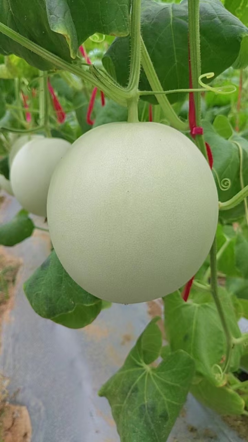 【热卖】精品玉菇甜瓜供应市场商超电商品质保证量大价优