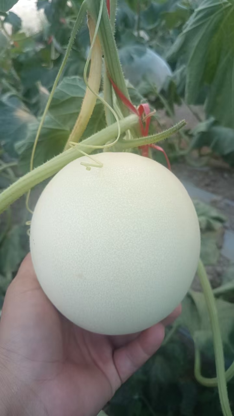 【热卖】精品玉菇甜瓜供应市场商超电商品质保证量大价优