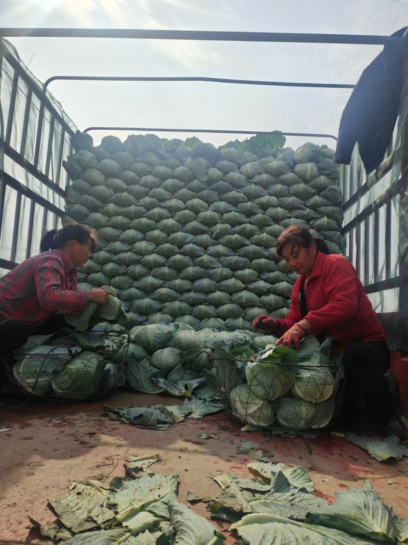 【湖北甘蓝】湖北包菜/扁包菜/整车批发/价格便宜源头产地