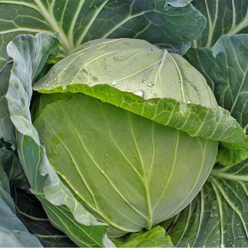 【湖北甘蓝】湖北包菜/扁包菜/整车批发/价格便宜源头产地