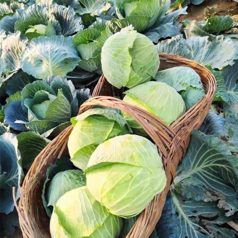【湖北甘蓝】湖北包菜/扁包菜/整车批发/价格便宜源头产地
