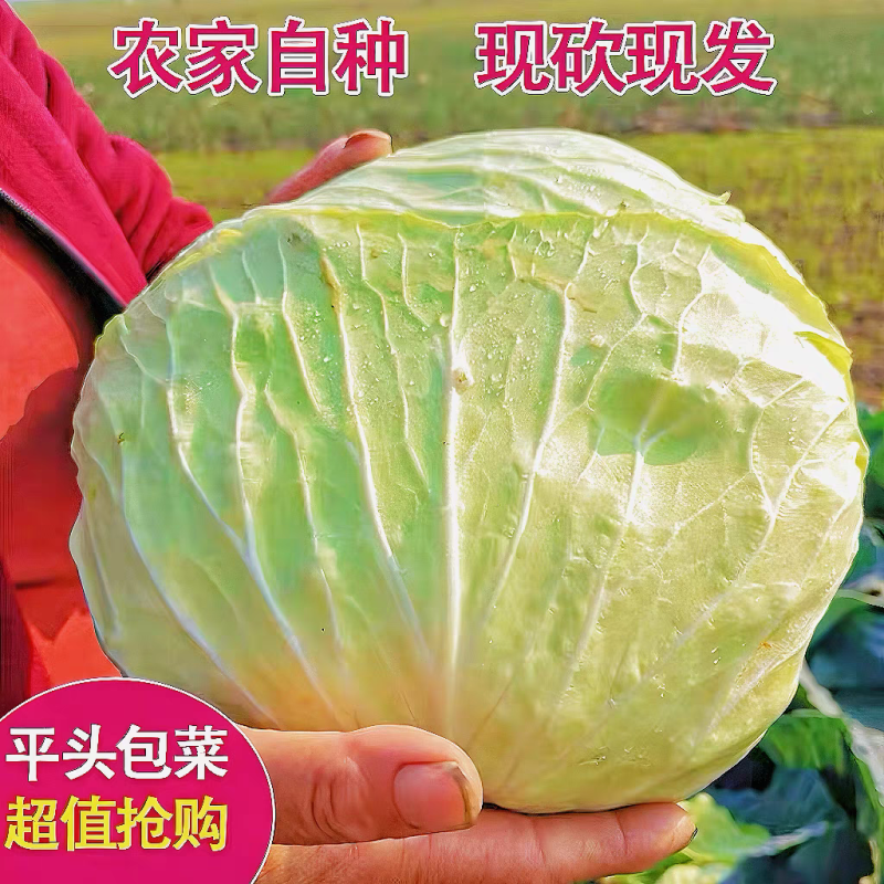 【湖北甘蓝】湖北包菜/扁包菜/整车批发/价格便宜源头产地
