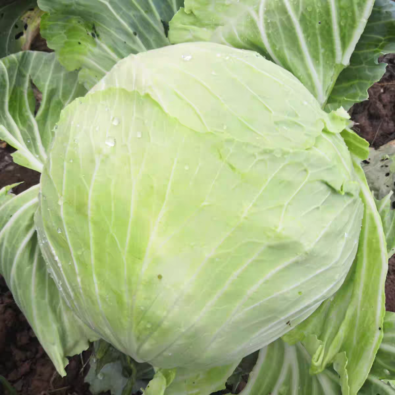 【湖北甘蓝】湖北包菜/扁包菜/整车批发/价格便宜源头产地