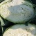 【湖北甘蓝】湖北包菜/扁包菜/整车批发/价格便宜源头产地