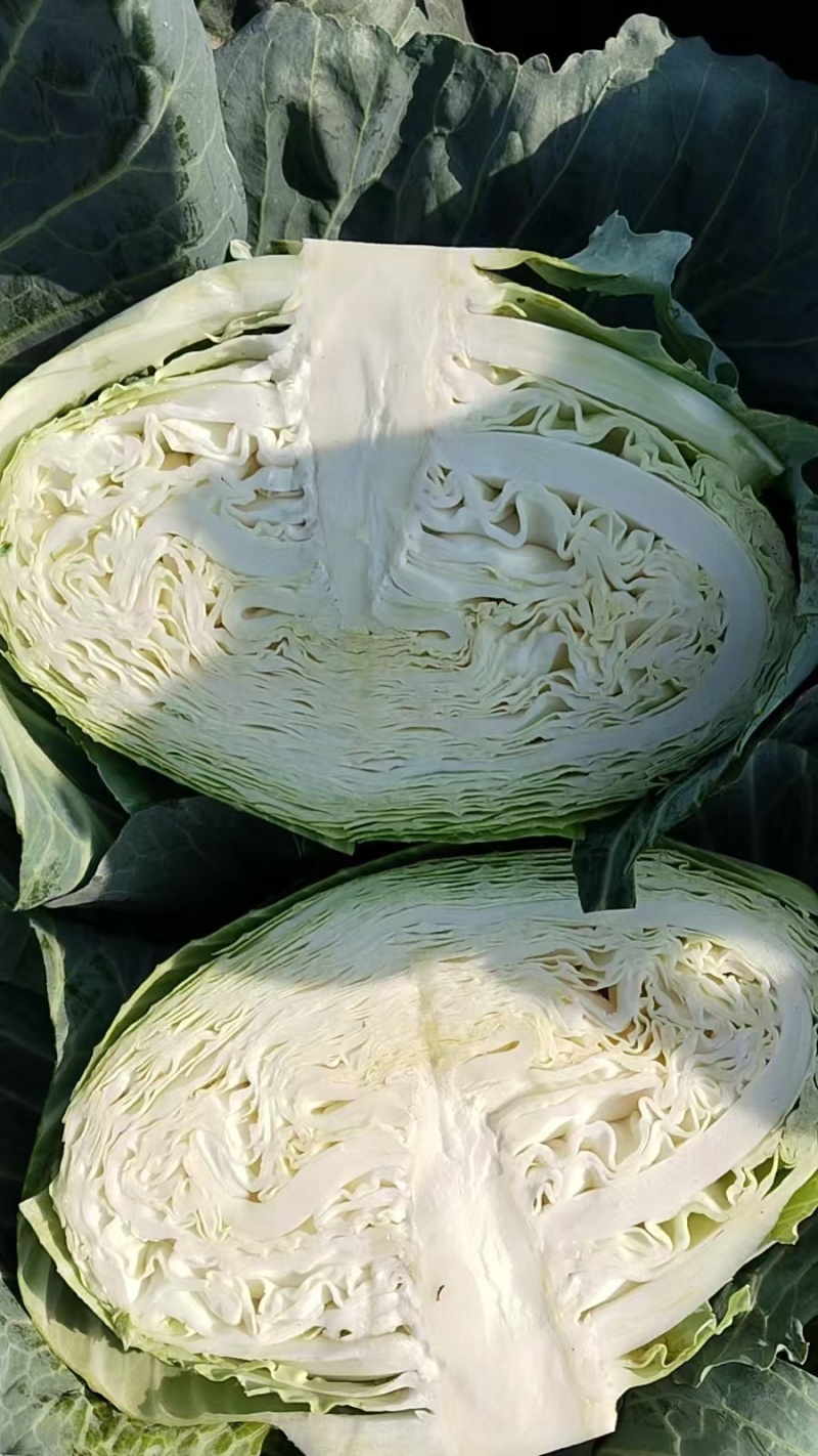 【湖北甘蓝】湖北包菜/扁包菜/整车批发/价格便宜源头产地