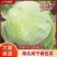 【湖北甘蓝】湖北包菜/扁包菜/整车批发/价格便宜源头产地