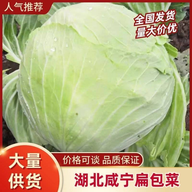 【湖北甘蓝】湖北包菜/扁包菜/整车批发/价格便宜源头产地