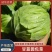 【精品推荐】湖北甘蓝/湖北包菜/圆包菜/自家种植