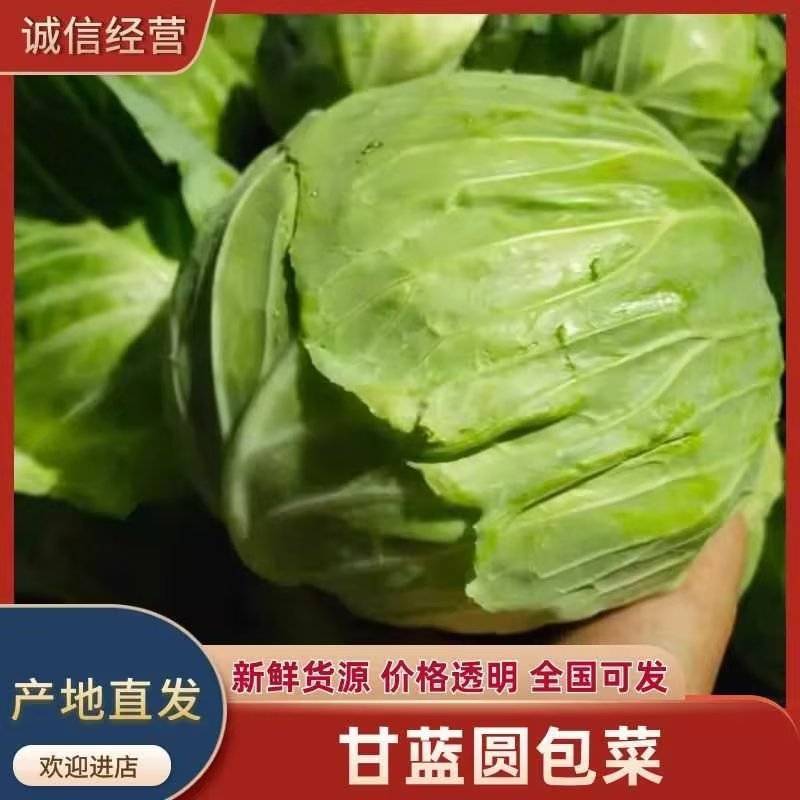 【精品推荐】湖北甘蓝/湖北包菜/圆包菜/自家种植