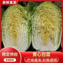【湖北白菜】咸宁白菜/黄心白菜/整车发货/供应全国市场