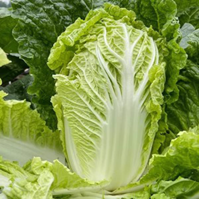 【湖北白菜】咸宁白菜/黄心白菜/整车发货/供应全国市场