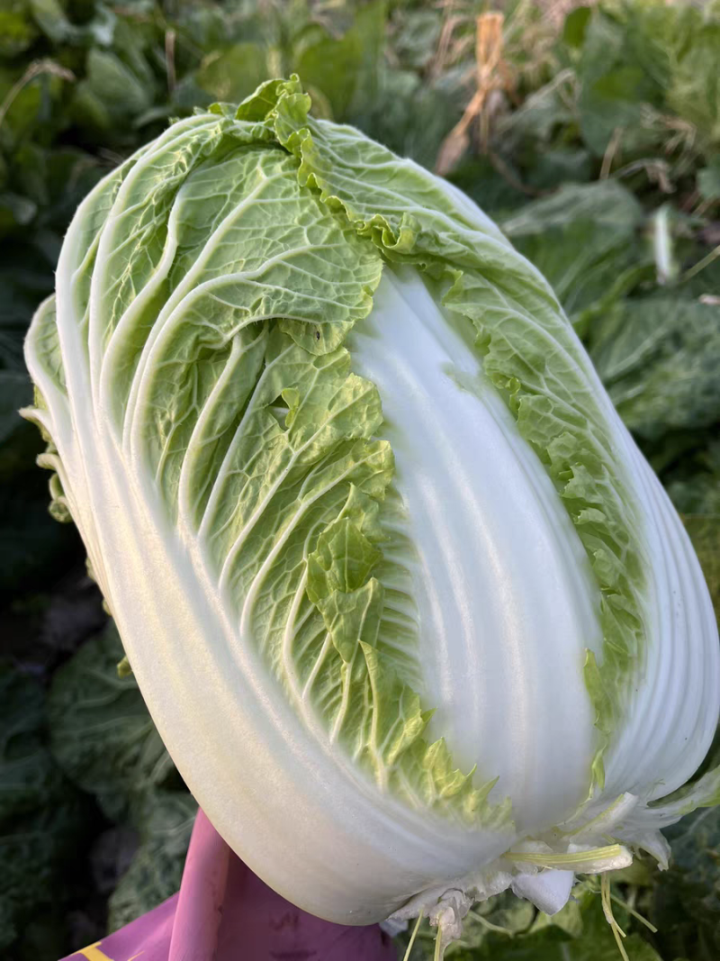 【湖北白菜】咸宁白菜/黄心白菜/整车发货/供应全国市场