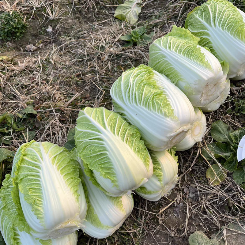 【湖北白菜】咸宁白菜/黄心白菜/整车发货/供应全国市场