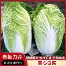 湖北白菜/嘉鱼白菜/夏阳白菜/黄心白菜/产地直发