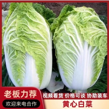 湖北白菜/嘉鱼白菜/夏阳白菜/黄心白菜/产地直发