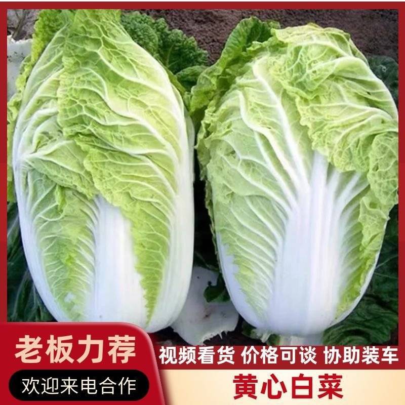 湖北白菜/嘉鱼白菜/夏阳白菜/黄心白菜/产地直发