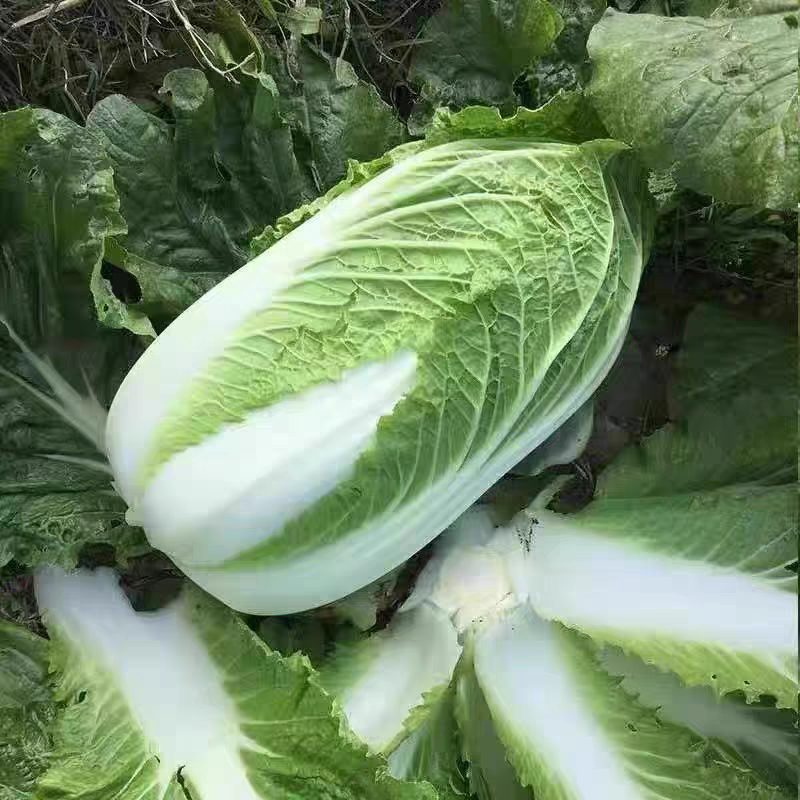 湖北白菜/嘉鱼白菜/夏阳白菜/黄心白菜/产地直发