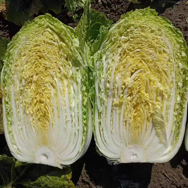 湖北白菜/嘉鱼白菜/夏阳白菜/黄心白菜/产地直发
