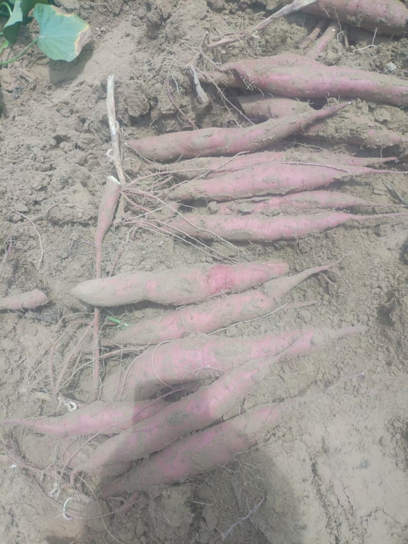临潼板栗薯红薯干面甜无丝无筋量大从优产地直发，欢迎选购