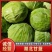 【精品甘蓝】湖北甘蓝/产地直发/供应市场电商/欢迎来电
