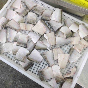 白鲢鱼块品质保证支持视频看货欢迎来电洽谈合作诚信经营