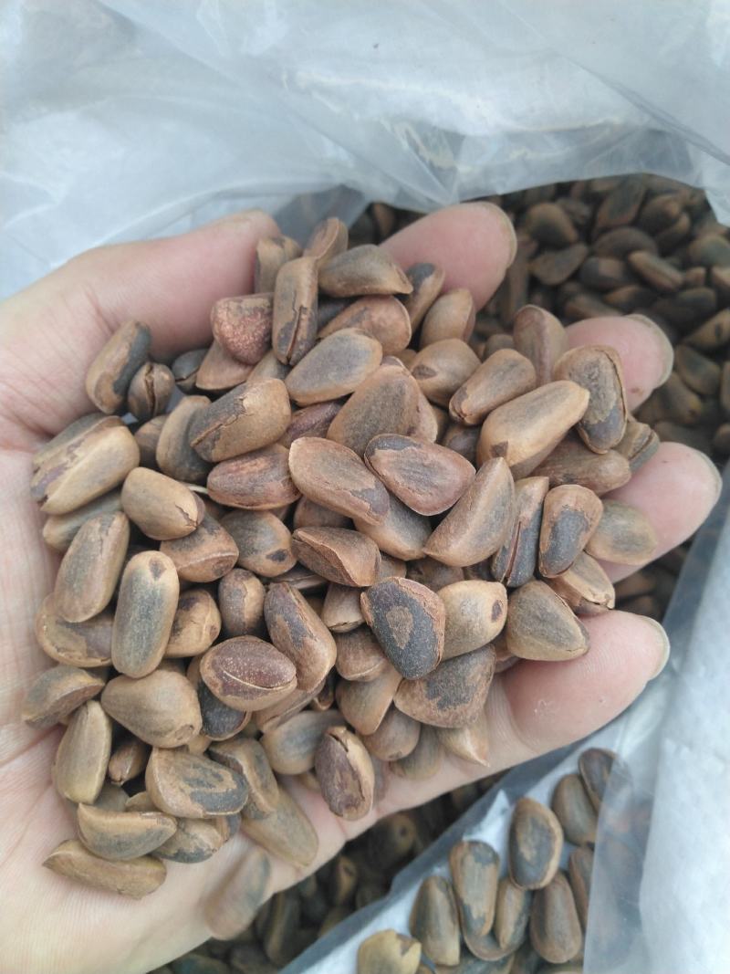 黑龙江东北松子批发开口熟松子