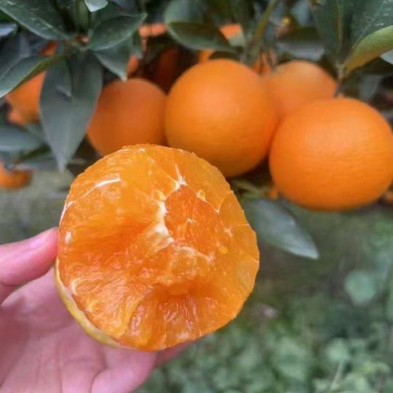 精品九月红脐橙大量上市品质保证量大从优一手货源