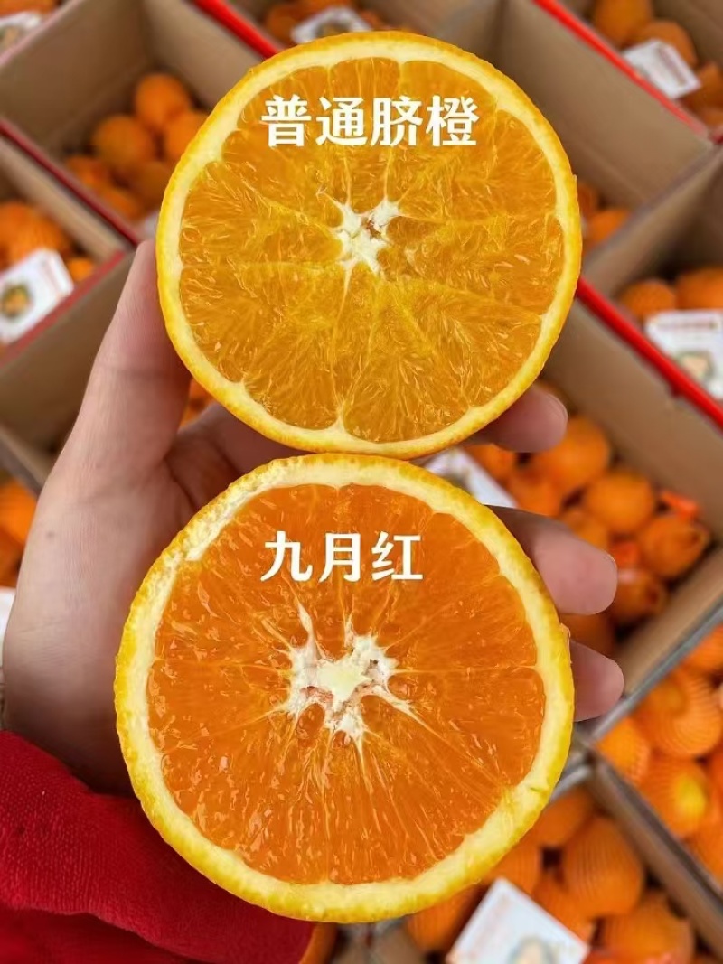 精品九月红脐橙大量上市品质保证量大从优一手货源