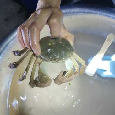 江苏大闸蟹