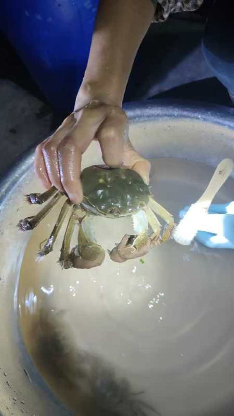 江苏大闸蟹