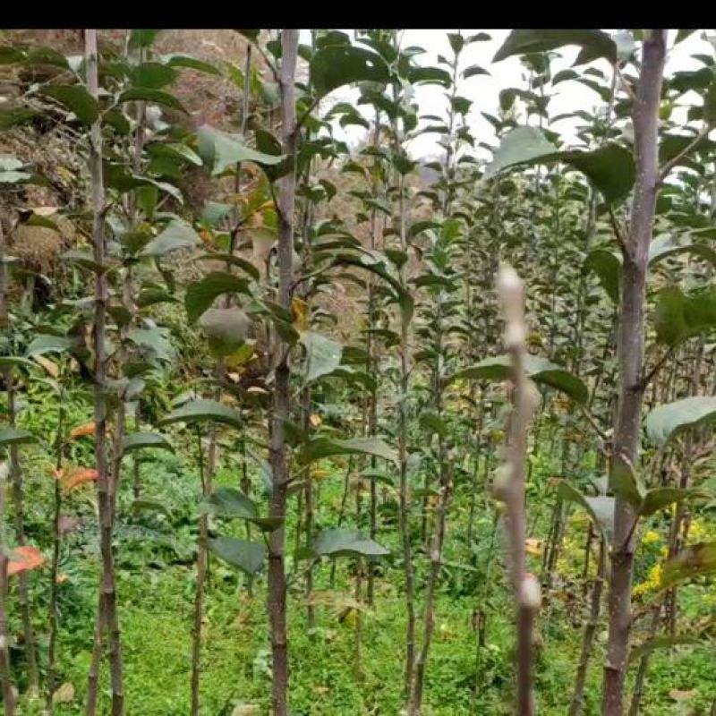 瓦利花牛苹果苗，个头大，颜色发黑，正在开挖